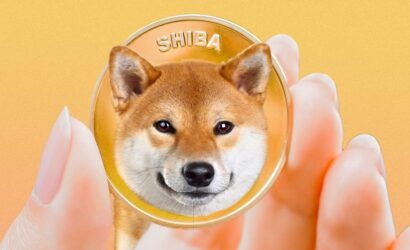 shiba haberleri