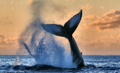 coinprojesi.com-ocean-water-whale-1-1