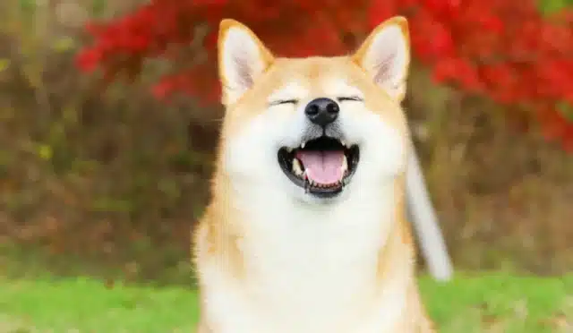 4,6 Trilyon SHIB'lik Dev Transfer: Shiba Inu Balinası Harekete Geçti! 7 shib