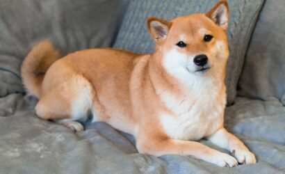 shiba