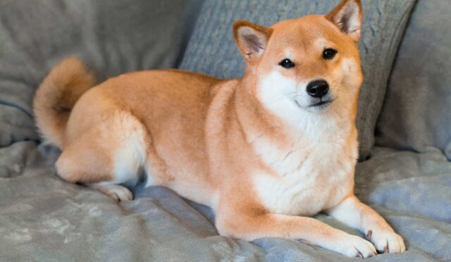 Shiba Inu (SHIB): Yılın Son Çeyreğinde Sürpriz Bir Tırmanış Mı Geliyor? 5 shiba