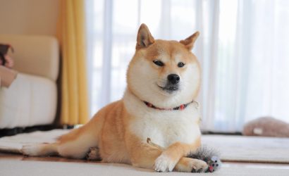 shiba