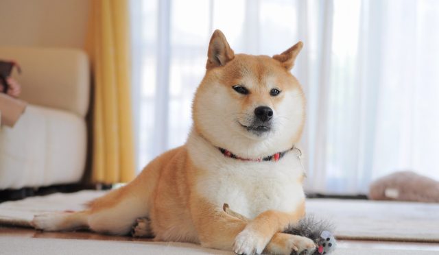 Shiba Inu (SHIB): Yeni Bir Başarıya Daha İmza Attı!