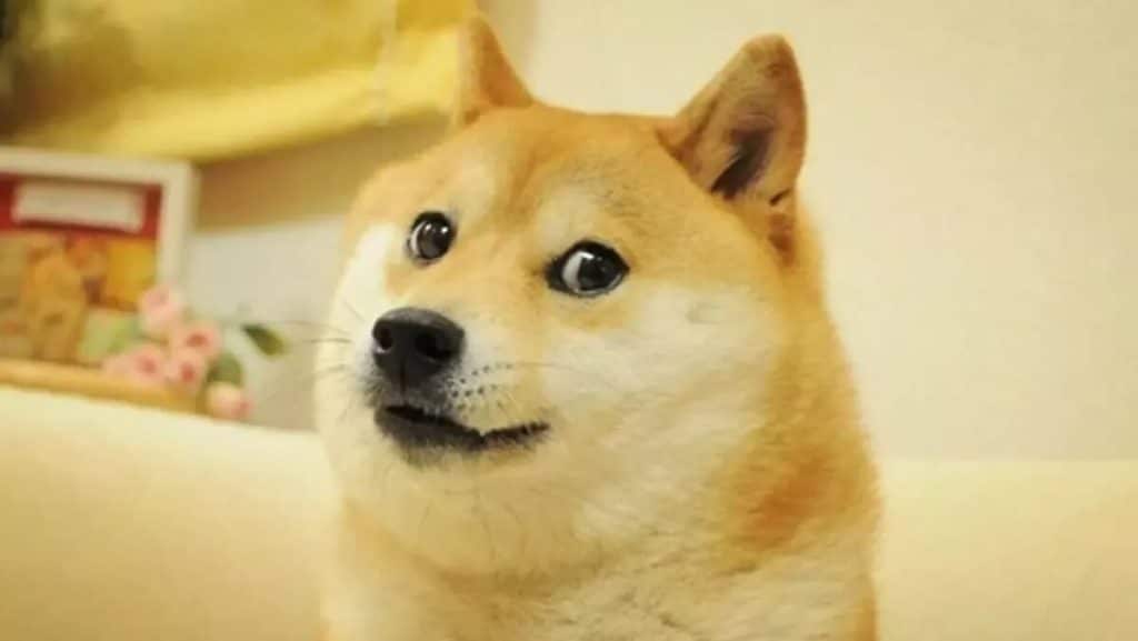 doge coin kabosu