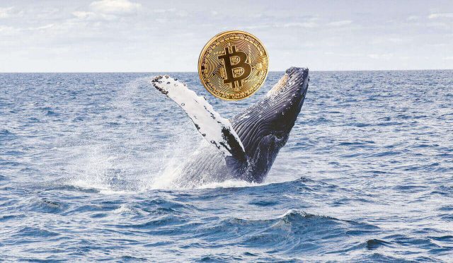 Bitcoin Dünyasında Balina Hareketliliği Artıyor 10 bitcoin-balinasi