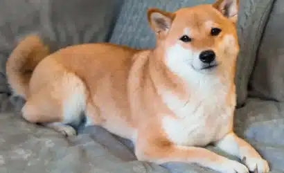 shiba
