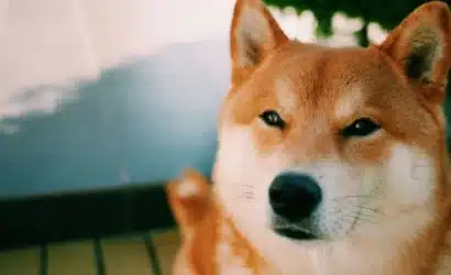 shib-fiyati-ucuyor-shiba-inuyu-neler-bekliyor