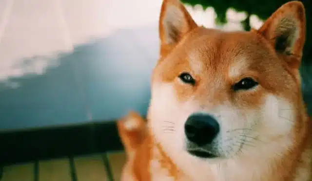 SHIB Fiyatı Uçuyor! Shiba Inu'yu Neler Bekliyor? 6 shib-fiyati-ucuyor-shiba-inuyu-neler-bekliyor