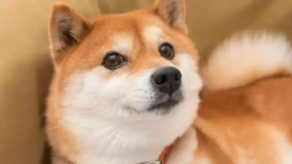 shiba inu neden yukseliyor