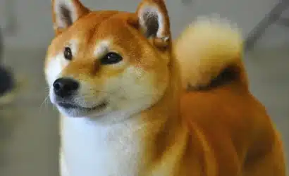 shiba-inuda-son-dakika-fiyat-neden-yukseliyor