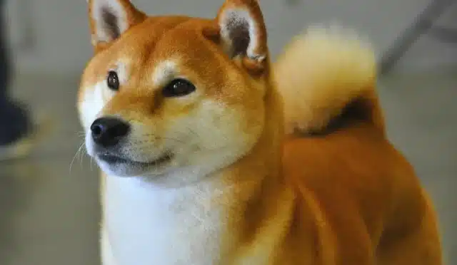 Shiba Inu'da Son Dakika: Fiyat Neden Yükseliyor? 10 shiba-inuda-son-dakika-fiyat-neden-yukseliyor