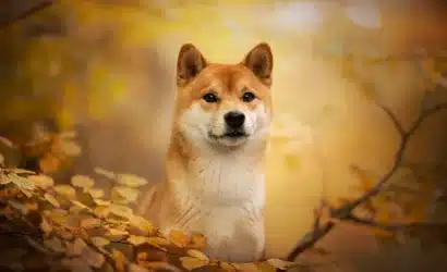 shiba-inu-shib-boga-kosusuna-mi-giriyor-son-veriler-ne-diyor