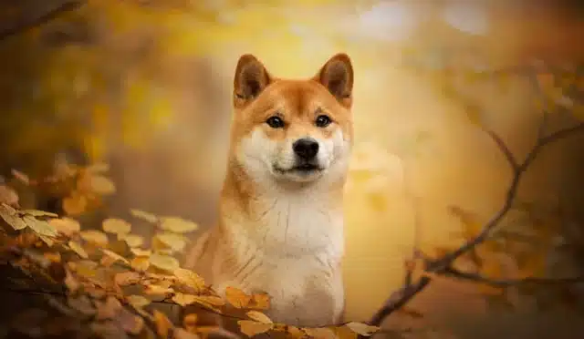 Shiba Inu (SHIB) Boğa Koşusuna mı Giriyor? Son Veriler Ne Diyor? 7 shiba-inu-shib-boga-kosusuna-mi-giriyor-son-veriler-ne-diyor