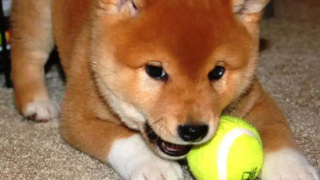 shiba inuda boga kosusu