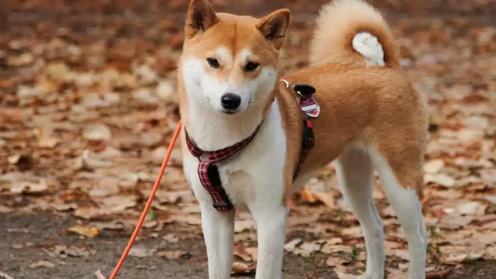 shiba inunun gizemli mesaji