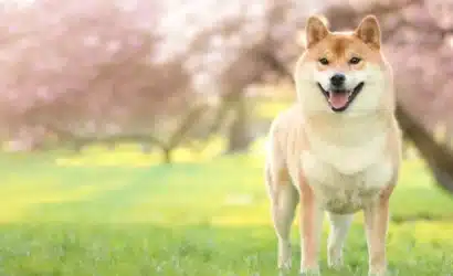 shiba-inunun-gizemli-mesaji-topluluk-heyecanlandi-fiyat-firladi