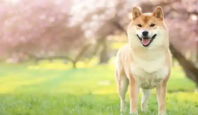 Shiba Inu'nun Gizemli Mesajı: Topluluk Heyecanlandı, Fiyat fırladı! 17 shiba-inunun-gizemli-mesaji-topluluk-heyecanlandi-fiyat-firladi