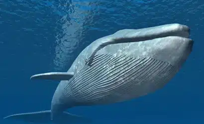 xrp-balinalari-harekete-gecti-fiyat-dususunde-satis-mi-var-alis-mi