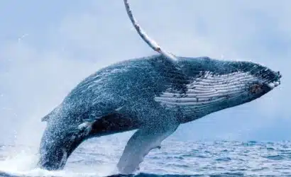 xrp-balinasi-borsaya-30-milyon-xrp-aktardi-satis-baskisi-mi-artiyor