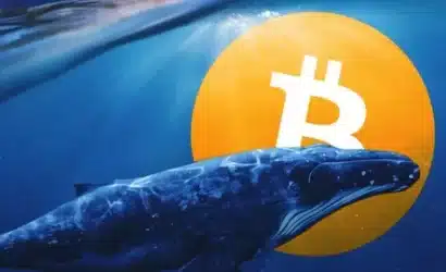 kripto piyasalarında balina ve köpekbalıklarının bitcoin birikimi artıyor!